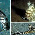 Die besten Bilder in der Kategorie fische_und_meer: abgefahrener Octopus