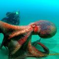 Die besten Bilder:  Position 30 in fische und meer - Riesen Octopus mit Taucher