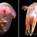 Die besten Bilder in der Kategorie fische_und_meer: A see-through sea cucumber, Enypniastes and Dumbo