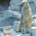 The Best Pics:  Position 66 in  - ice bear is waiting for global warming
