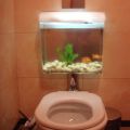 Die besten Bilder in der Kategorie wohnen: Aquarium Toiletten-Spülung