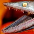 The Best Pics:  Position 168 in  - Bathysaurus, or deep sea lizardfish