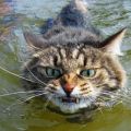 The Best Pics:  Position 31 in  - Relax - Swimming Angry Cat