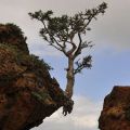 The Best Pics:  Position 21 in  - Tree without Fear - Tree on Rock