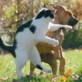 The Best Pics:  Position 36 in  - Take that - fighting Cat 