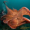 Die besten Bilder in der Kategorie fische_und_meer: Giant Pacific Octopus Doflein