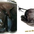 The Best Pics:  Position 210 in  - Longhead Dreamer anglerfish (Chaenophryne longiceps)