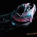 Die besten Bilder in der Kategorie fische_und_meer: Scaly Dragonfish, Stomias Boa