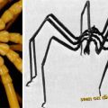 Die besten Bilder in der Kategorie spinnentiere: Vampire Sea Spider from Antarctica