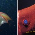 Die besten Bilder in der Kategorie fische_und_meer: Vampire Squid