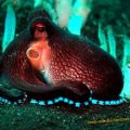 Die besten Bilder:  Position 12 in fische und meer - Veined Octopus