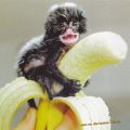 The Best Pics:  Position 26 in  - Thats mine - Baby-Monkey on Banana