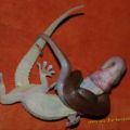 Die besten Bilder:  Position 375 in tiere - Geico Loses to Sly Snake