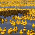 Die besten Bilder:  Position 46 in allgemein - Bath Duck Epidemic