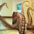 The Best Pics:  Position 57 in  - Octopus Photoshop Art