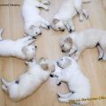 Die besten Bilder in der Kategorie hunde: Synchronized Sleeping - Dog Babies Sleeping