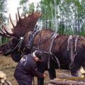 Die besten Bilder in der Kategorie tiere: Big Elk Working