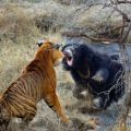 Die besten Bilder:  Position 100 in tiere - Bär gegen Tiger Kampf