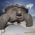 The Best Pics:  Position 60 in  - Attack - Giant Turtle on the Beach
