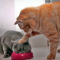 Die besten Bilder in der Kategorie katzen: Nimm das, Miststück - Katze tunkt Katze