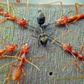 Die besten Bilder in der Kategorie insekten: Schlechte Aussichten - Ameisen Vierteilung