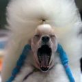 The Best Pics:  Position 57 in  - Tired? Poodle