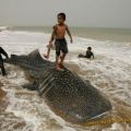 Die besten Bilder in der Kategorie fische_und_meer: Walhai an Strand angespült