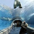 Die besten Bilder:  Position 343 in allgemein - Eisbär von Unten Aquarium 