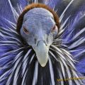 The Best Pics:  Position 40 in  - african guinea fowl