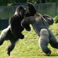 Die besten Bilder:  Position 74 in tiere - Gorillas Silberrücken Kampf