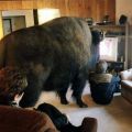Die besten Bilder:  Position 98 in tiere - Es läuft Daktari - Büffel in Wohnzimmer