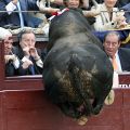 Die besten Bilder:  Position 17 in tiere - Stier, gefährlich, Sprung