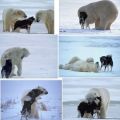 Die besten Bilder:  Position 26 in tiere - Kumpels - Eisbär spielt mit Hund