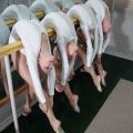 Die besten Bilder:  Position 33 in kinder - Ballerinas zum trocknen aufgehängt