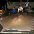 The Best Pics:  Position 60 in  - Giant Stingray