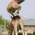 Die besten Bilder in der Kategorie tiere: Giraffen Bockspringen