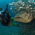 The Best Pics:  Position 9 in  - Giant Fish in Fish swarm