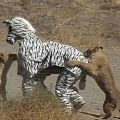 Die besten Bilder:  Position 35 in hirnlos - Mit Zebrakostüm auf Safari ist nicht intelligent