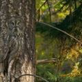 The Best Pics:  Position 36 in  - Good Blending - Owl in Tree