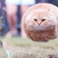 Die besten Bilder in der Kategorie katzen: Katze ohne Beine