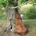 Die besten Bilder in der Kategorie tiere: Geheimes Versteck - WTF - Pferd im Baum