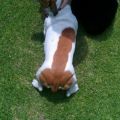 The Best Pics:  Position 90 in  - Funny  : Hunde-SCHWANZ riesig !!!
