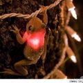 Die besten Bilder in der Kategorie tiere: Frosch, glühen