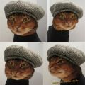 Die besten Bilder in der Kategorie katzen: Schicke Katze