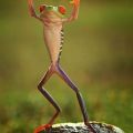 The Best Pics:  Position 6 in  - Dancing Frog