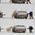 The Best Pics:  Position 67 in  - Icebear tries to catch Man