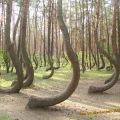 The Best Pics:  Position 11 in  - Strange Trees - Awesome Nature