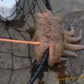 The Best Pics:  Position 65 in  - Sea-Monster or Sea-Star