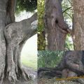 Die besten Bilder:  Position 24 in bÄume - Tree-Porn-Style