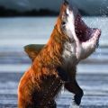 The Best Pics:  Position 56 in  - Bear-Shark Monster 